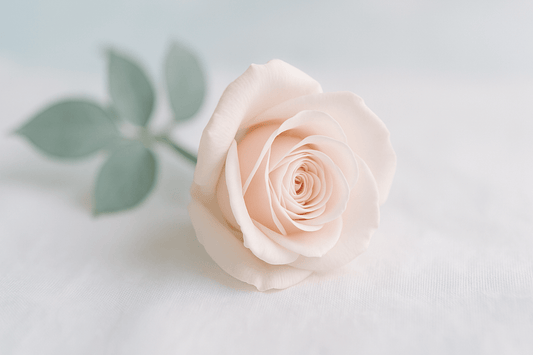 A close up pink rose on a cloth against a white background.